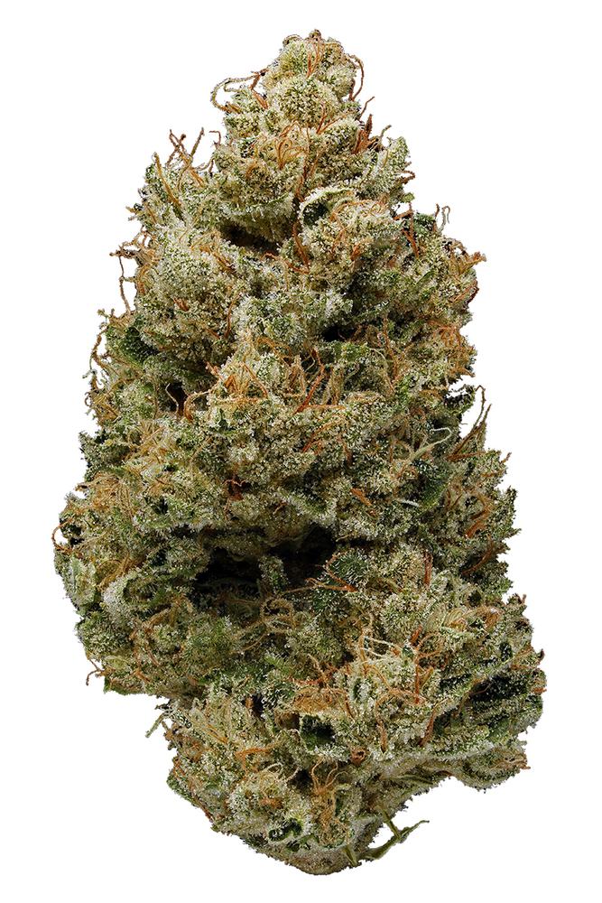 Banana-Kush - Da Green Corner Weed Delivery Banana Kush is a highly potent indica-dominant hybrid (60% indica / 40% sativa) known for its high THC levels, often testing between 25-30% THC. This strain delivers a powerful body high with a euphoric cerebral buzz, making it a favorite among experienced users who enjoy heavy-hitting strains with a smooth, tropical flavor.