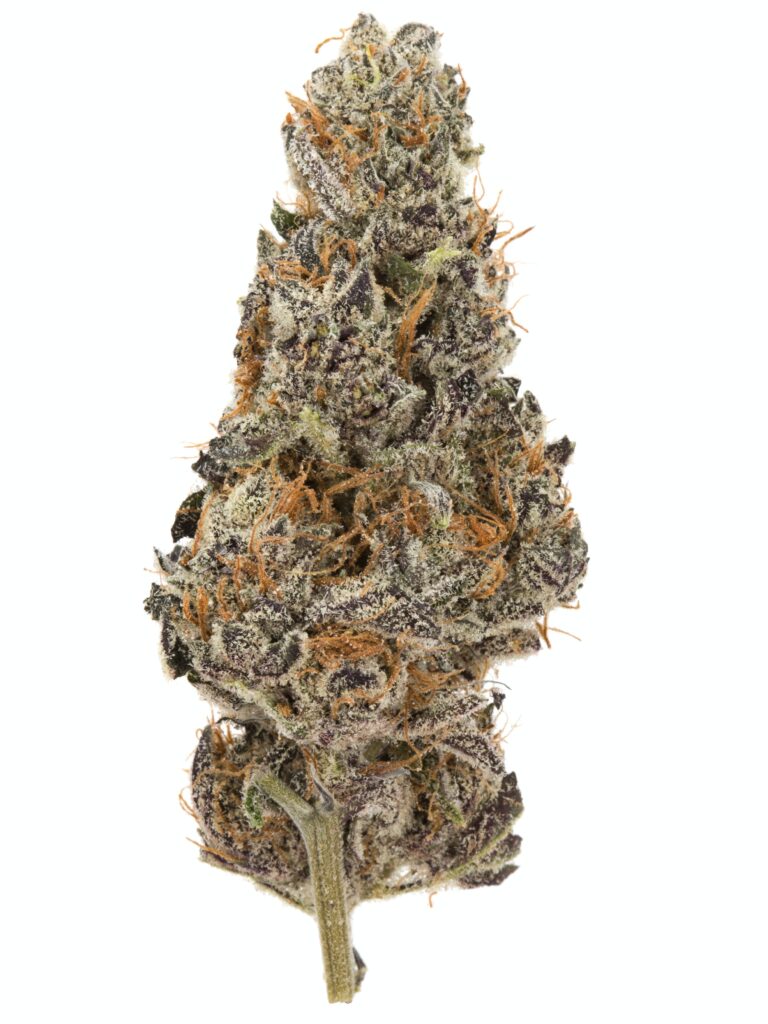 black_dog_og - Da Green Corner Weed Delivery Black D.O.G. OG is a heavy-hitting indica-dominant hybrid, known for its intensely relaxing effects and high THC potency. A cross between Blackberry Kush and Emerald Headband, this strain delivers a potent, full-body high with a burst of cerebral euphoria before melting into deep relaxation.