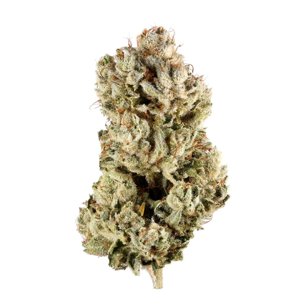 gg-4 - Da Green Corner Weed Delivery Gorilla Glue (also known as GG4) is a highly potent hybrid strain, renowned for its exceptional THC levels, often ranging between 25% and 30%, making it a favorite among experienced cannabis users with a high tolerance. This strain is a cross between Chocolate Diesel, Sour Dubb, and Chem's Sister, and it is celebrated for its powerful effects and strong, sticky resin production.