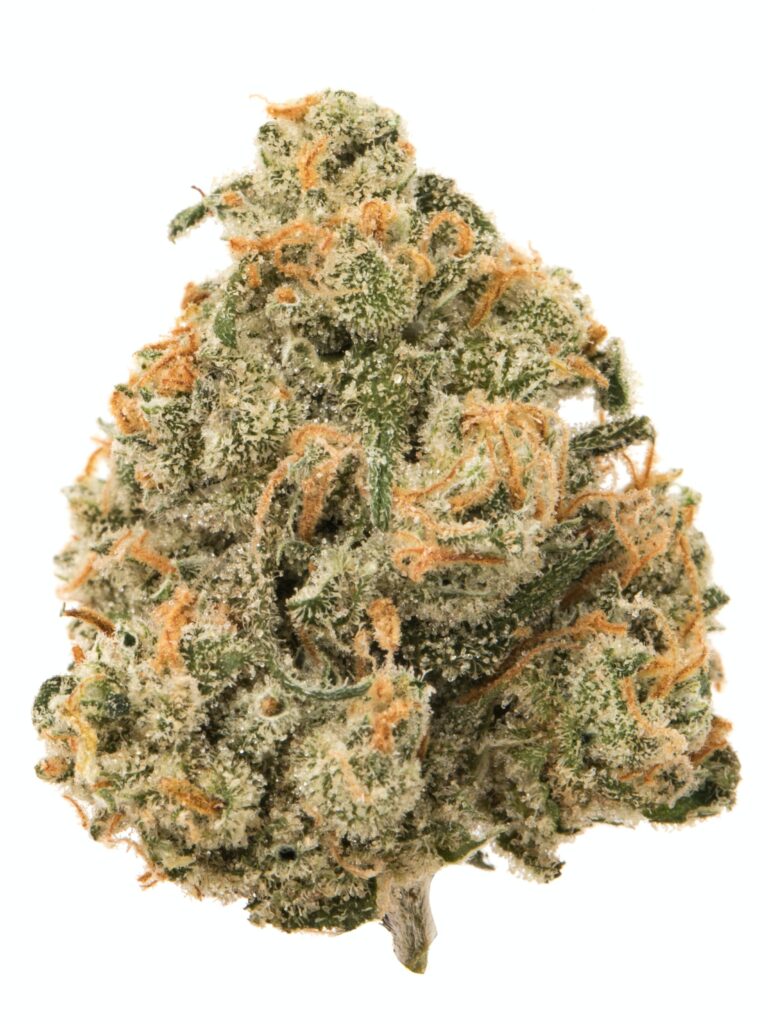 jack-herrer - Da Green Corner Weed Delivery Jack Herer (JK) is a legendary and highly popular sativa-dominant hybrid known for its balanced and uplifting effects. Named after the famed cannabis activist and author, this strain combines the best of both worlds: a cerebral, euphoric high from its sativa genetics and a calming body relaxation from its indica lineage.